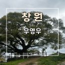동부마을길 | 창원 산책하기 좋은 곳 동부마을 우영우 팽나무