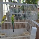 야생마식당 이미지