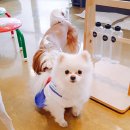 하이뭉치 유치원 이미지