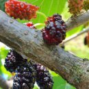 어진농장 이미지