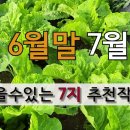 6월말 7월 초에 심을 수 있는 7가지 추천 작물! 이미지