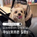 모라동물병원 네이버블로그