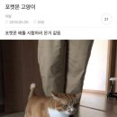 고양이발 이미지