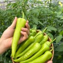 전북고추 이미지