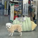 털뭉치들 이미지