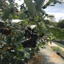 샘골농원 이미지