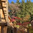 계리입구 소나무 숲 | 의왕 가볼만한 곳 단풍과 소나무숲이 있는 브런치카페 올드반야드 주말 데이트코스로 추천