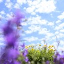 프로방스민박 이미지