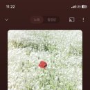 에놀라톤