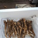 폐암2기 항암제 효과 없으면 자연치유 폐암환자 상담사례 병원 치료 벗어날 수 없는 이유 폐암에 항암제 효과 없음?- 개복하면 병기 4기 이미지