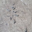 2020. 5. 30(토) 인천 옹진군 자월도 장골해변에서 바다달팽이들의 행진..., 이미지