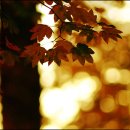 빨강오리 이미지