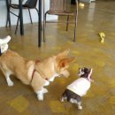 빌리지독 이미지