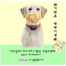 이상주농장 | 애견샵 전 직원이 알려주는 강아지 분양의 실체