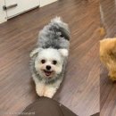 천사강아지 이미지