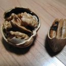 호두나무 이미지