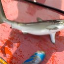 유연참치 이미지