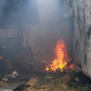 세종돼지 이미지