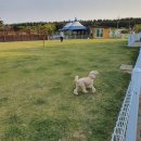 소라잡는댕댕이 이미지