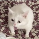 Art body | 미술: 미국 미술에서의 혐오와 욕망 Abject Art:Repulsion and Desire in American Art》(1993) 전시 후기