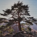 싸리마루 | 이야기가 있는 나무백과 67 - 소나무 4