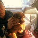 도꾸도꾸 이미지