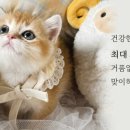 블링캣 이미지