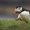 이리오너라 이미지