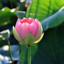 연꽃세상 이미지