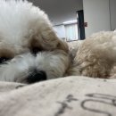 산책민박 이미지