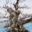 국동유람선 이미지