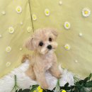 코트니룸 이미지