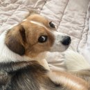 강놀애견유치원 이미지