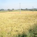 구절초가는길 이미지