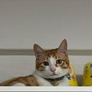 강아지대학로 이미지