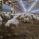 김씨농장 이미지