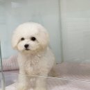 복실복실 이미지