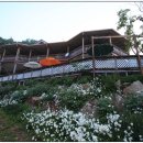 산상의들국화향기