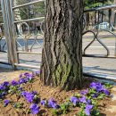 안산대학로 이미지