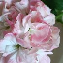 더숲엔젤 이미지