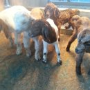 슈퍼염소농장 이미지