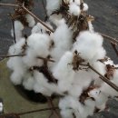 남사리민박 이미지