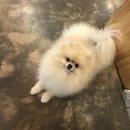 몽몽(MongMong) 이미지