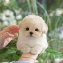 다사사료 | 다사강아지분양 미유펫대구점 후기 🐾— 강아지를 통해 일상이 더 따뜻해진 순간