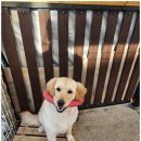 베일리애견풀빌라펜션 이미지