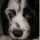 징의축산 이미지