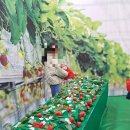 은어송유치원 이미지