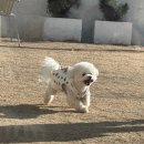 로뎀종합동물병원 이미지