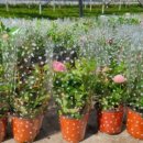 장미농장2 이미지