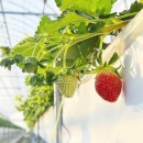 화순농장 이미지